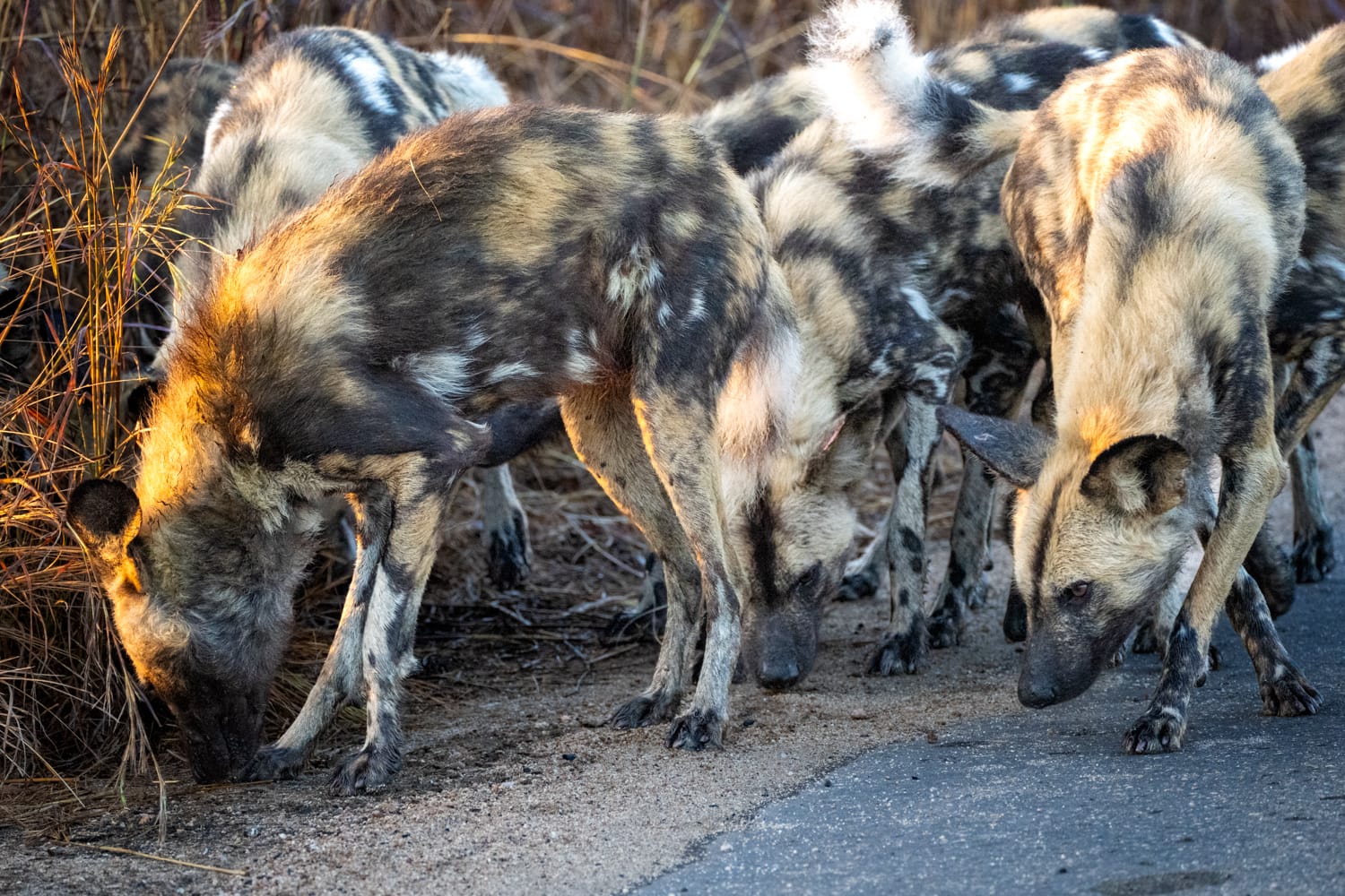 Wild dogs - Kruger Park