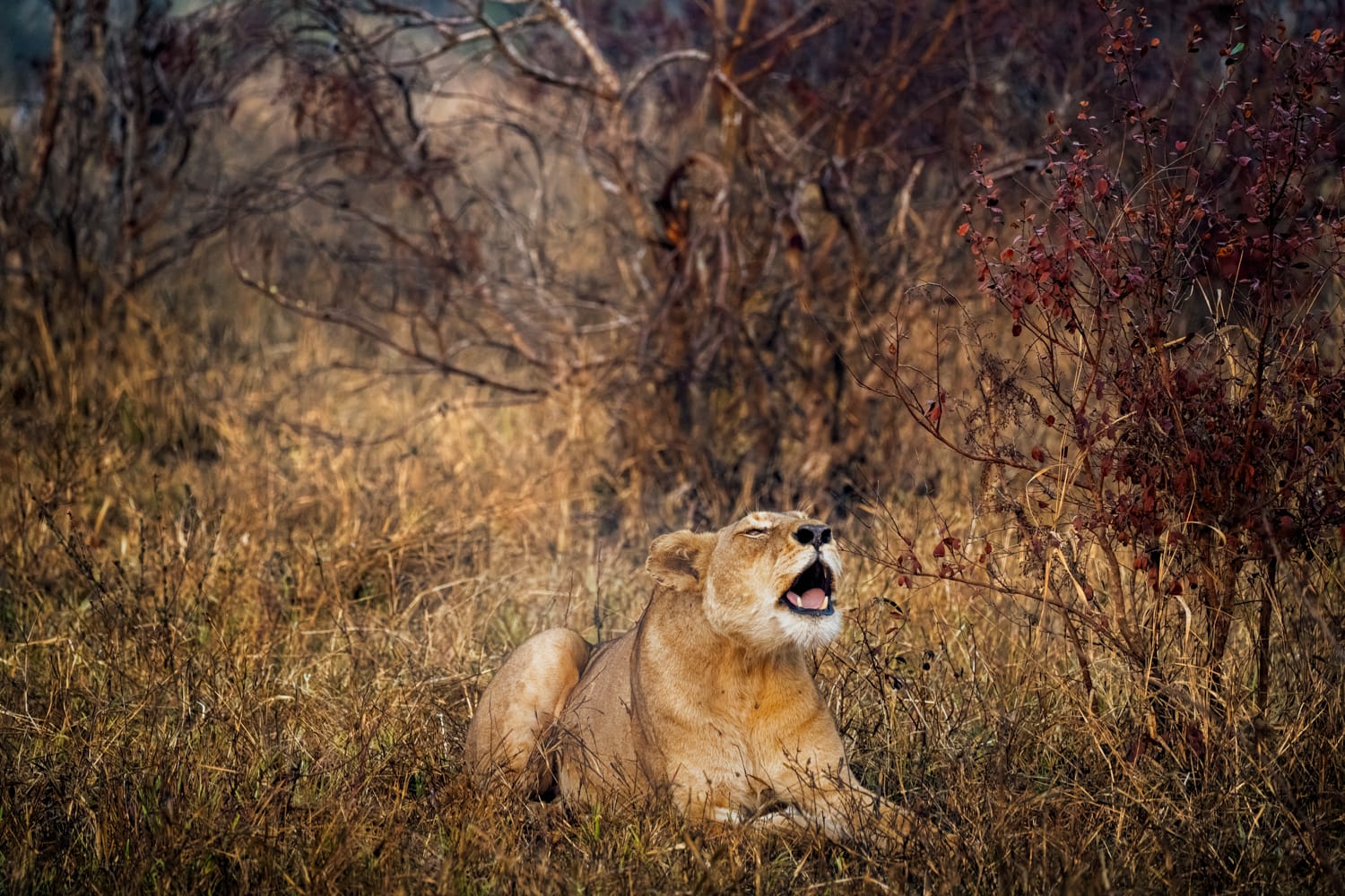 Lioness - Kruger Park