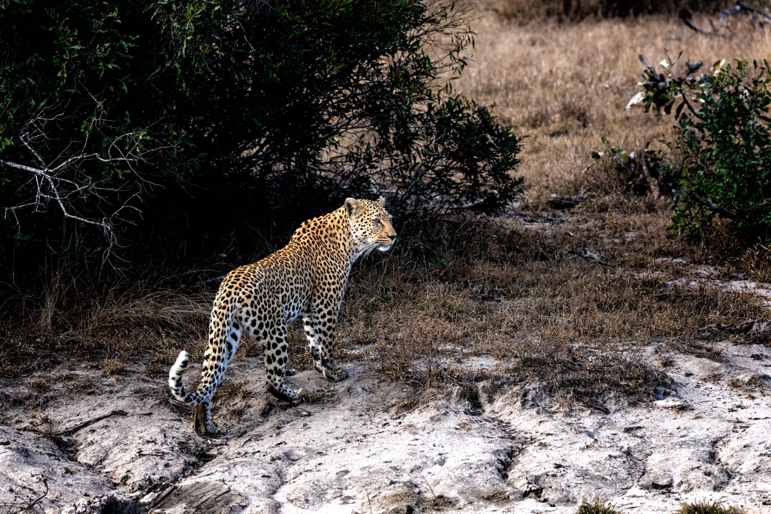 Leopard in Kruger Park - South Africa