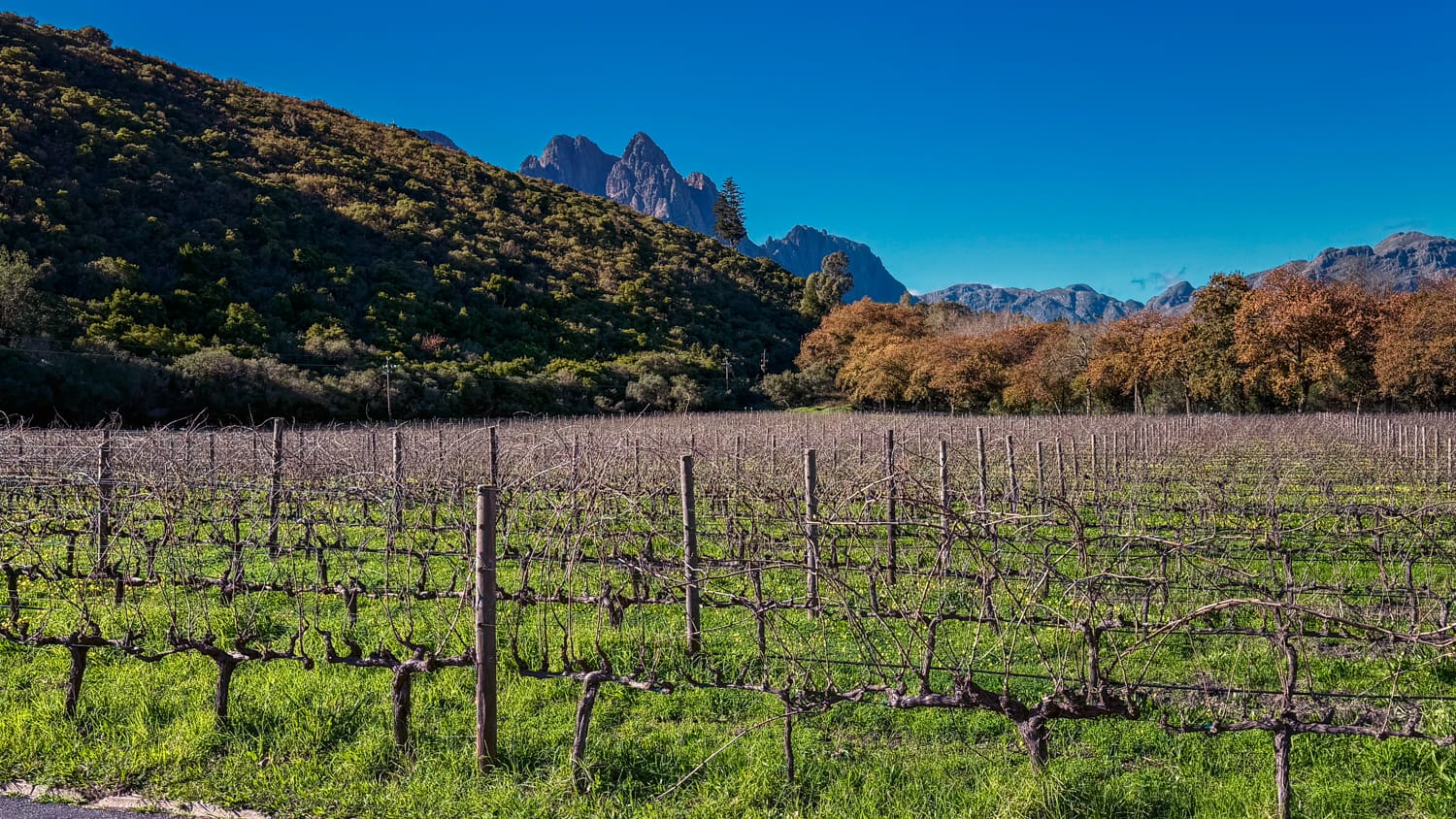Vineyard - Stellenbosch