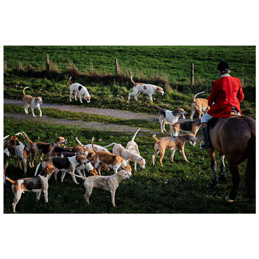 Trail Hunt in Alem, the Netherlands
