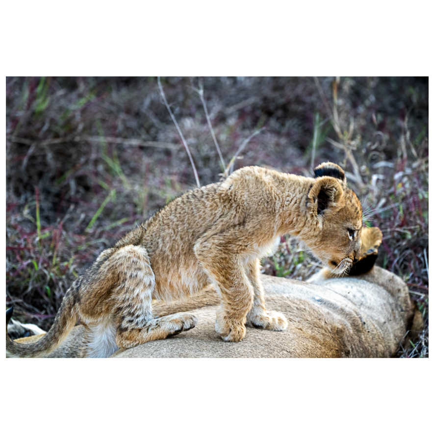 Lion cub at Kruger Park