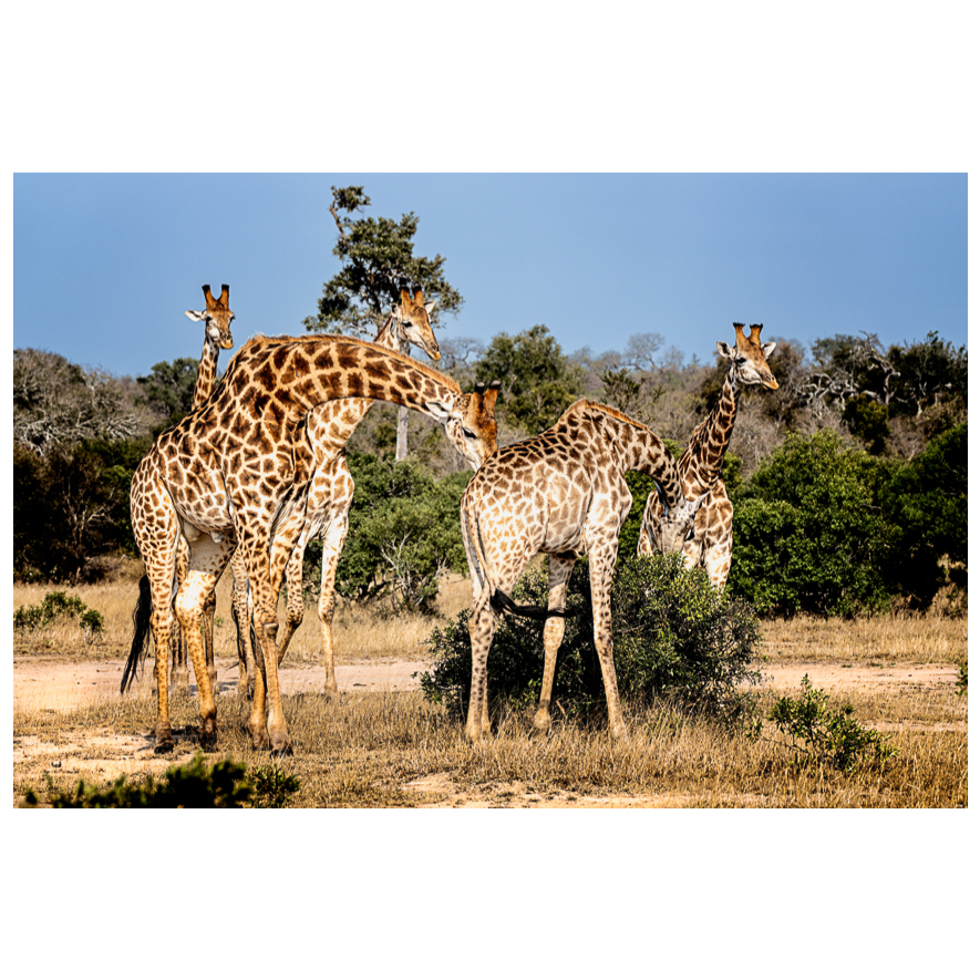 Giraffes - Kruger Park