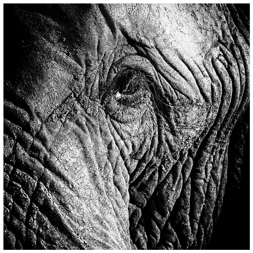 Eye of the elephant - Kruger Park