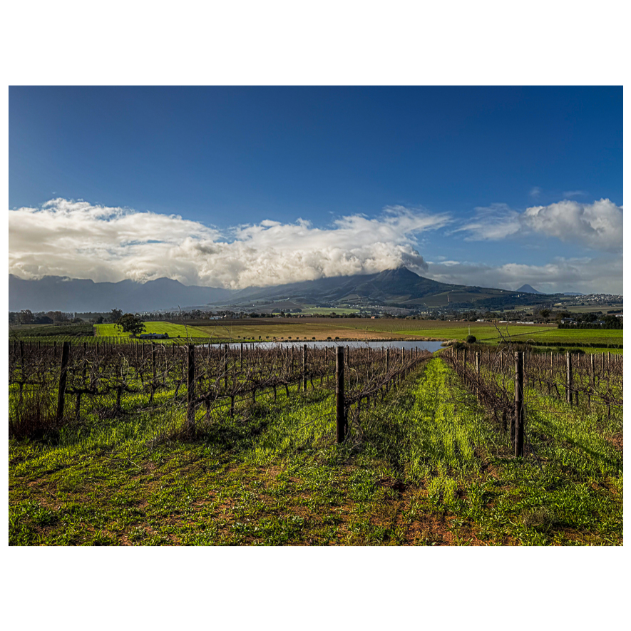 Vines - Stellenbosch