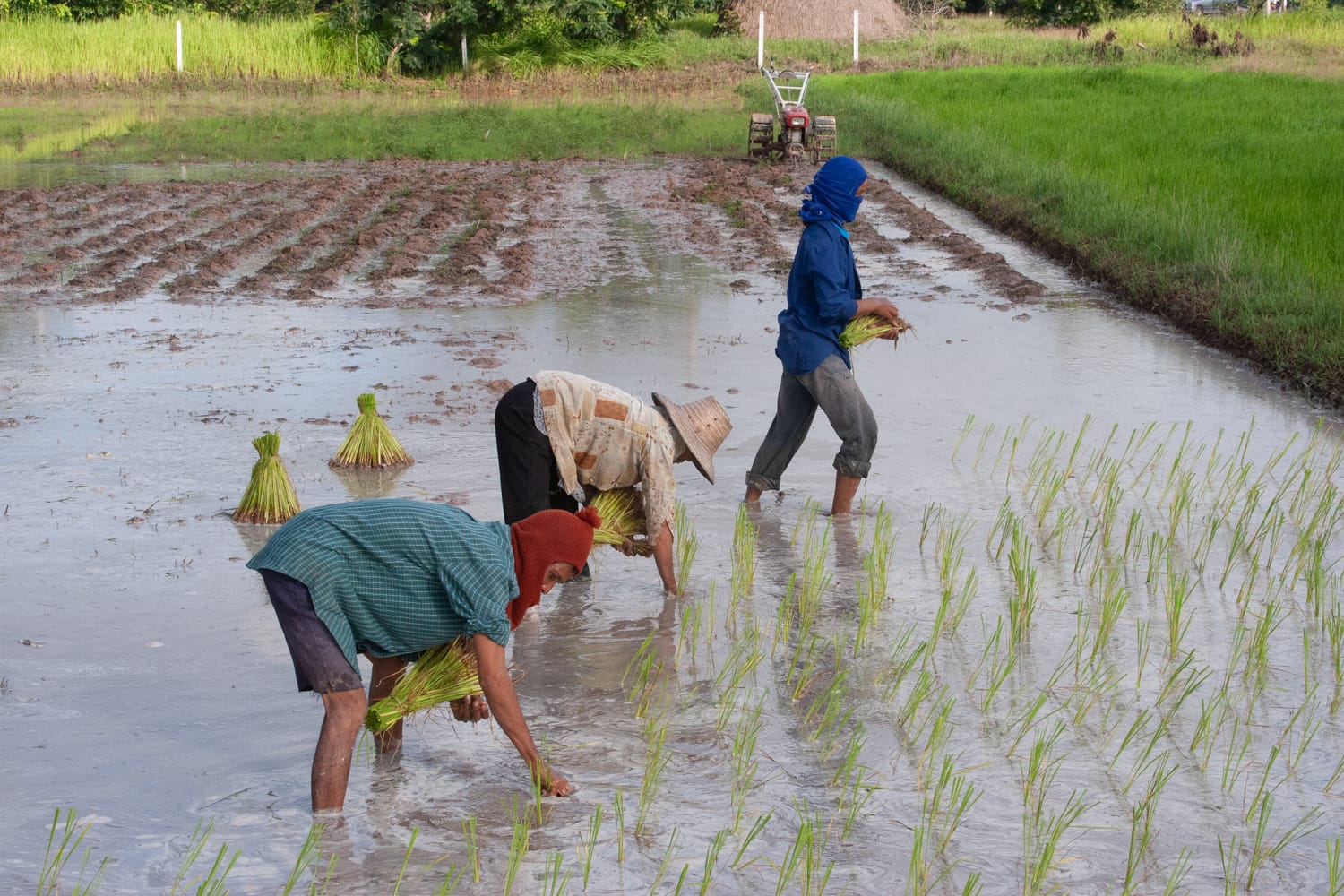 Rice field North-east Thailand